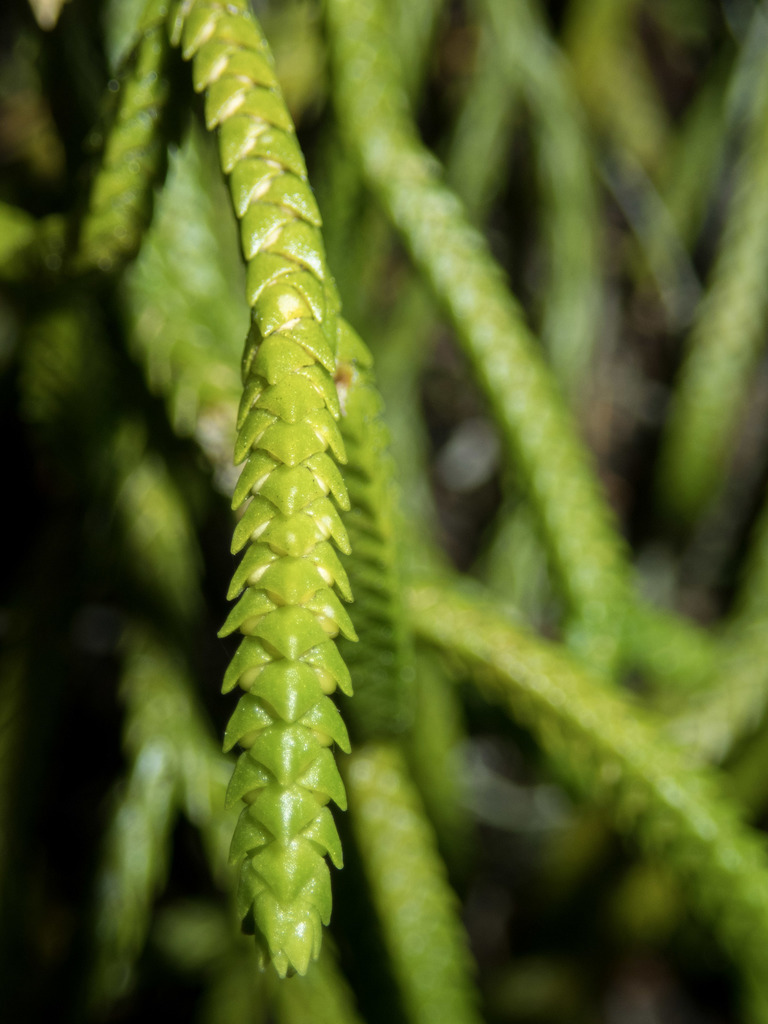 Hanging Clubmoss