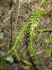 Phlegmariurus billardierei