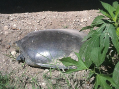 Apalone spinifera guadalupensis