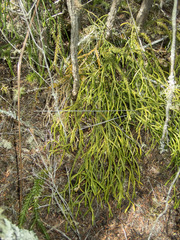 Phlegmariurus billardierei