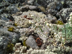 Artemisia lagocephala