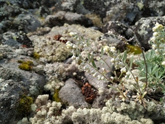 Artemisia lagocephala