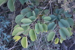 Bauhinia lunarioides