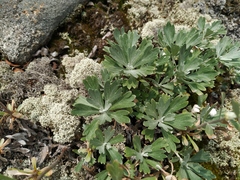 Artemisia lagocephala