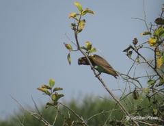 Poicephalus meyeri
