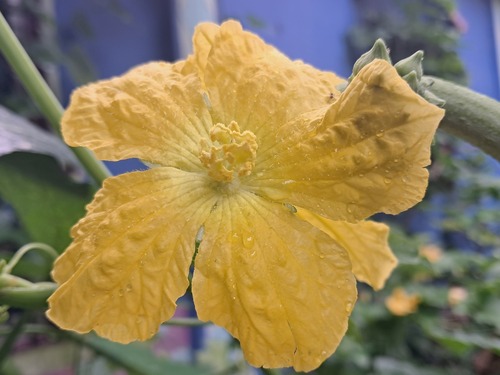 Sponge Gourd