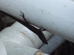 Anolis distichus