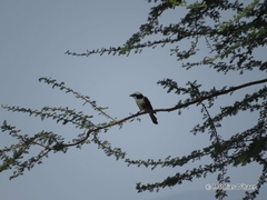 Eurocephalus ruppelli