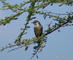 Bradornis microrhynchus