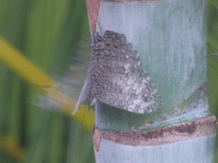 Hamadryas februa ferox