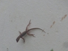 Anolis