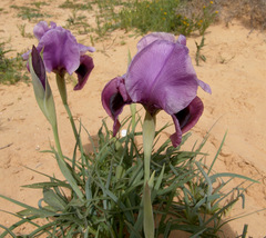 Iris mariae