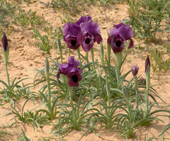 Iris mariae