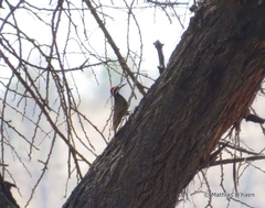 Chloropicus namaquus