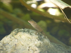 Anolis