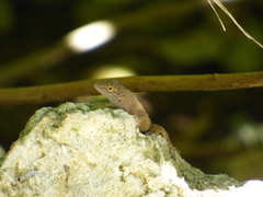 Anolis
