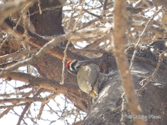 Chloropicus namaquus