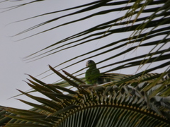 Amazona ventralis