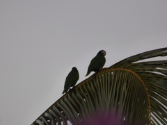 Amazona ventralis