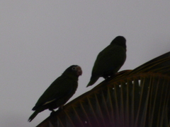 Amazona ventralis
