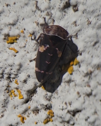 Eurymeloides punctata, 2025-09-06