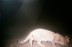 Felis lybica ornata