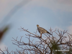 Melierax poliopterus