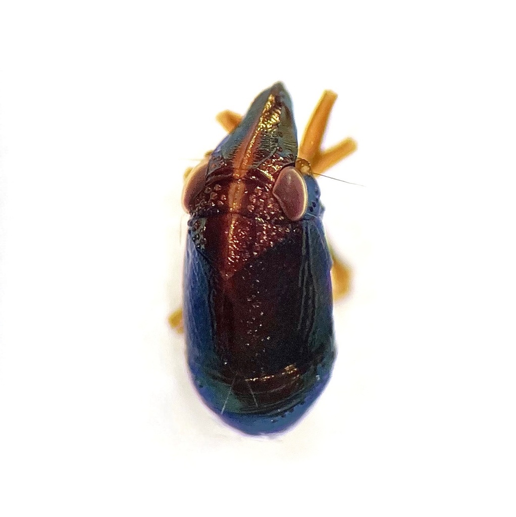 Bruchomorpha oculata