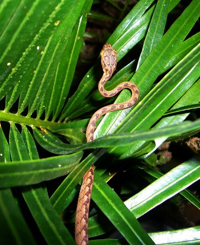 Sri Lanka Cat Snake