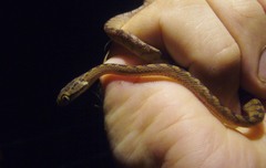 Boiga ceylonensis