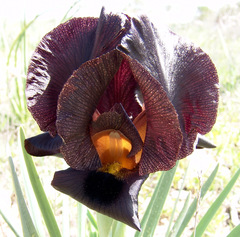 Iris atrofusca