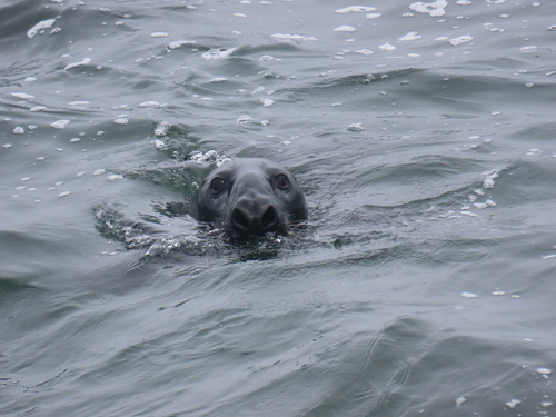 Grey Seal photographed in Maine