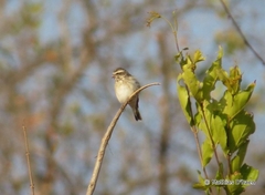 Crithagra reichenowi