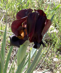 Iris atrofusca