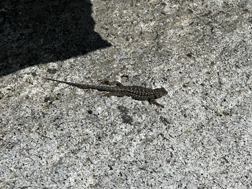 iNaturalist observation photo of Western Fence Lizard