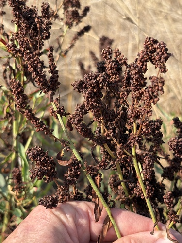 Pacific willow dock (Rumex transitorius)