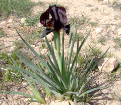 Iris atrofusca