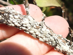 Eriococcus lagerstroemiae