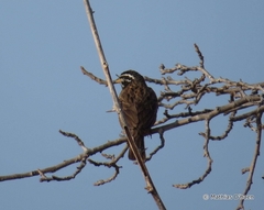 Emberiza tahapisi
