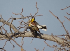 Emberiza flaviventris