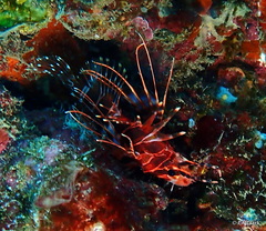 Pterois sphex