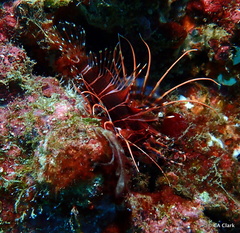Pterois sphex