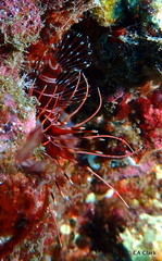 Pterois sphex