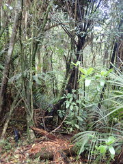Cyathea medullaris