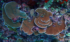 Montipora capitata