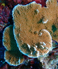 Montipora capitata