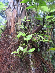 Geniostoma ligustrifolium ligustrifolium