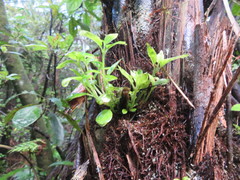 Geniostoma ligustrifolium ligustrifolium