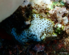 Cyphastrea ocellina