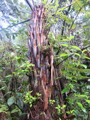 Geniostoma ligustrifolium ligustrifolium